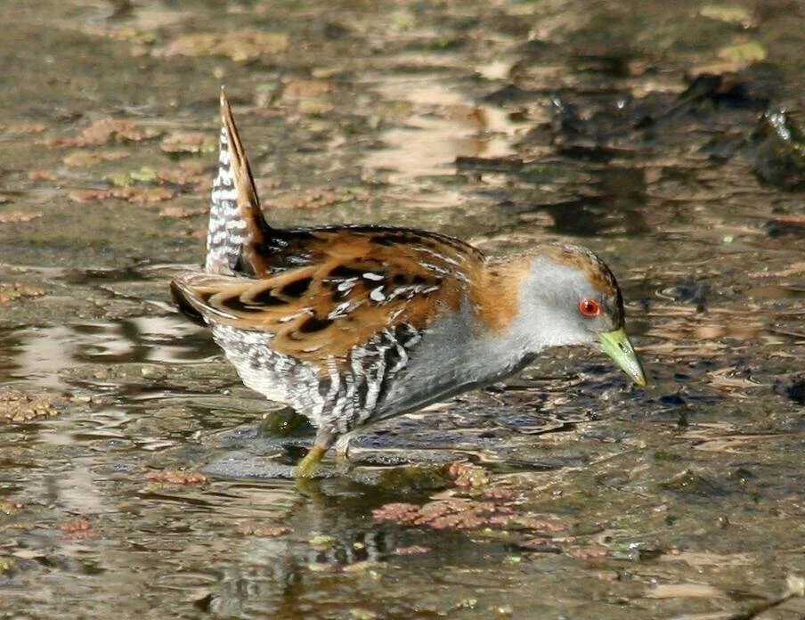 Baillon's Crake
