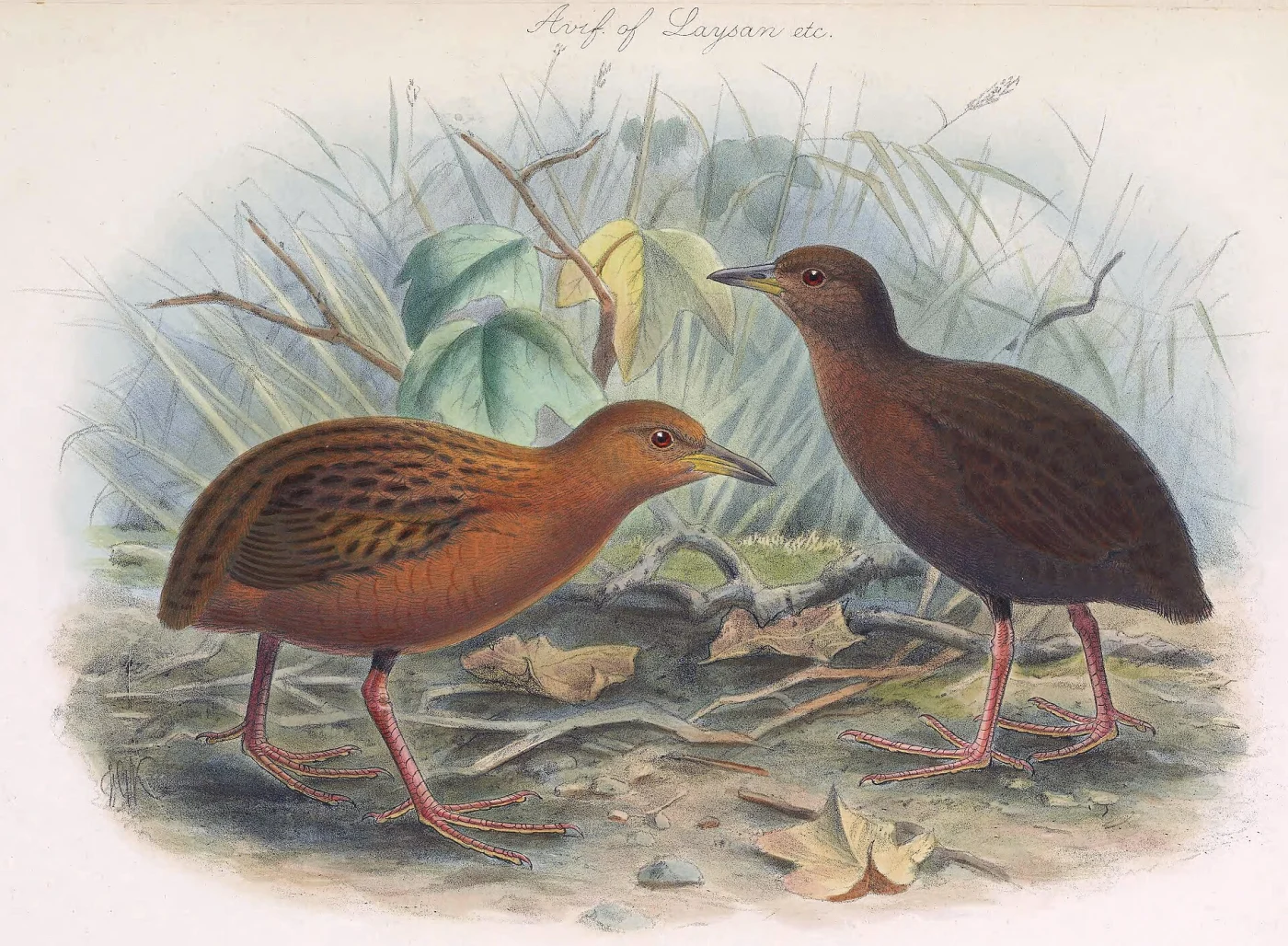 Hawaiian Rail