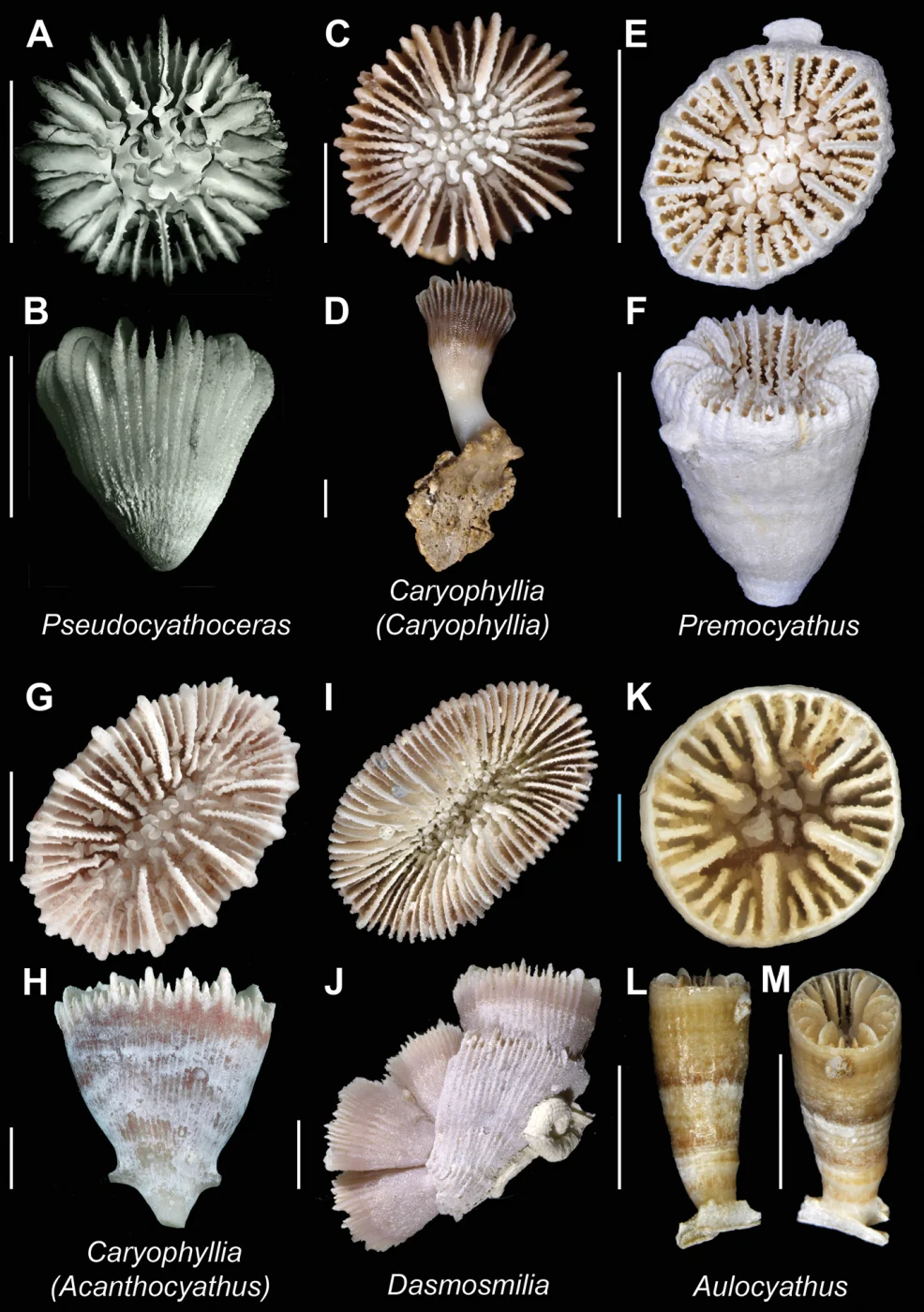 Premocyathus dentiformis