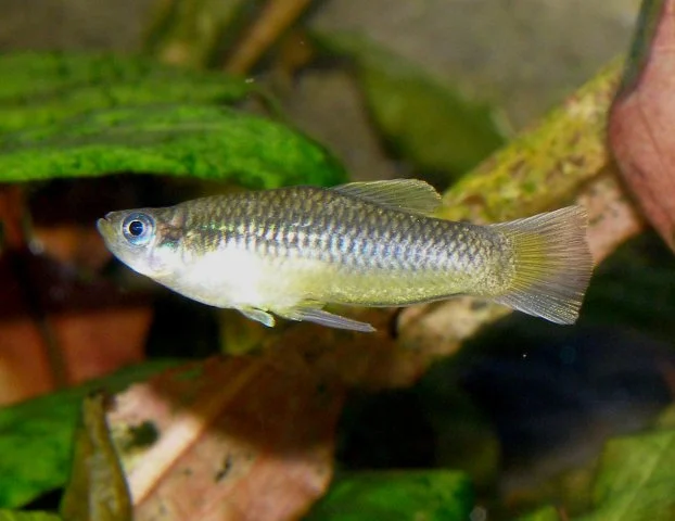 isthmian priapella