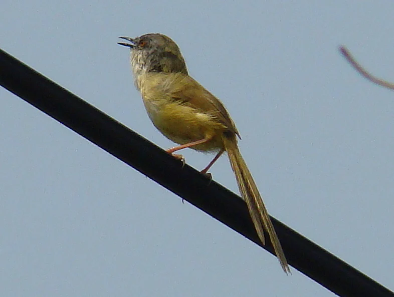 Yellow-bellied Prinia