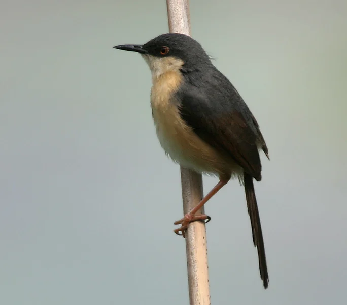 Ashy Prinia