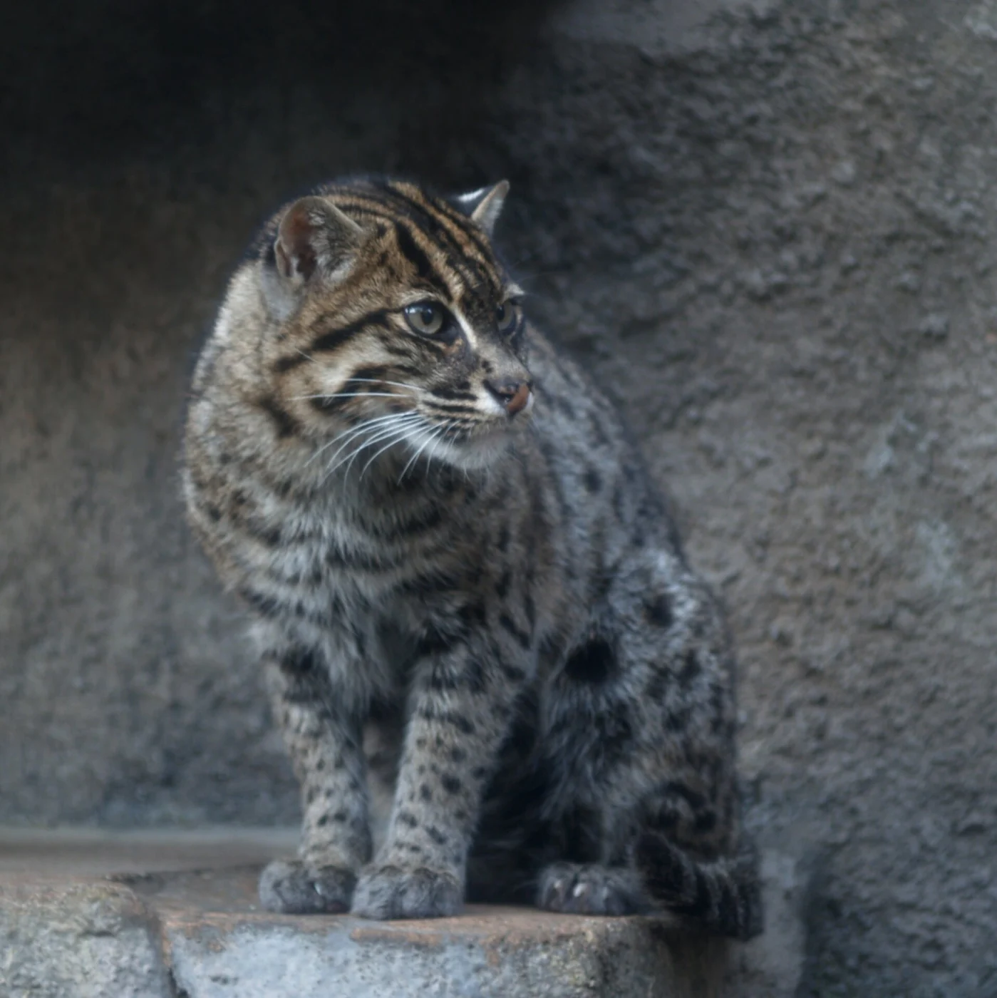Fishing Cat