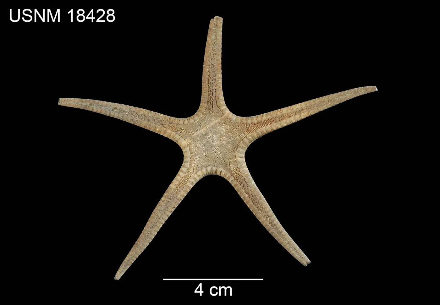 Prionaster analogus