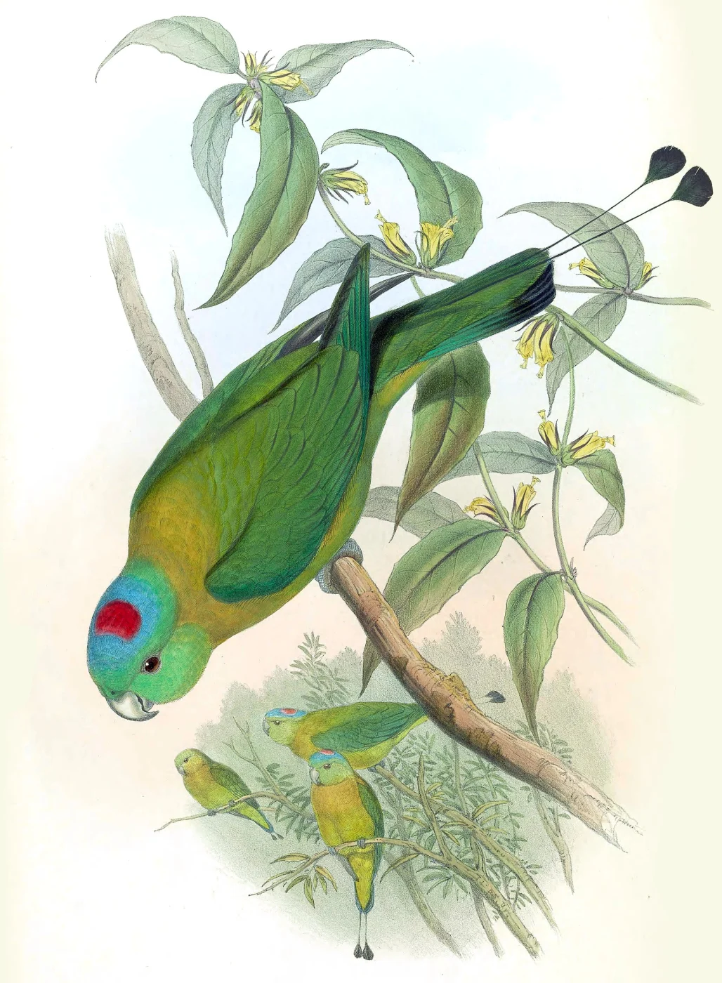 Yellow-breasted Racket-tail