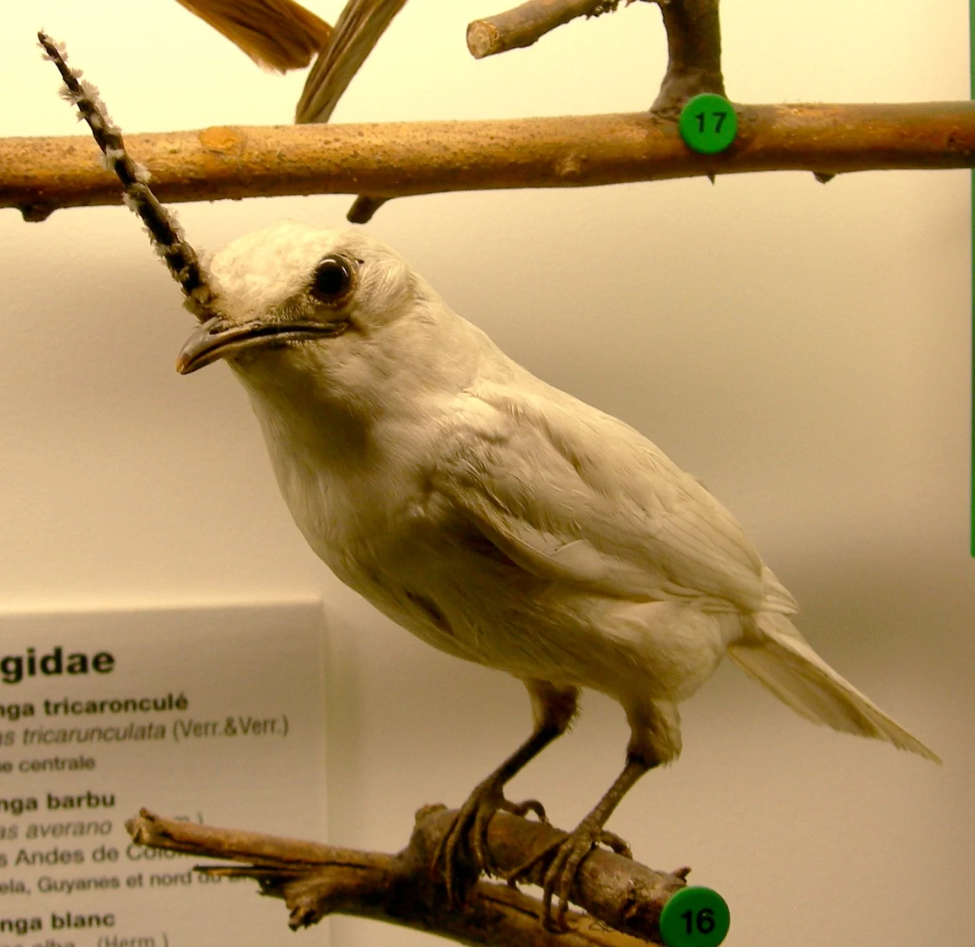 White Bellbird