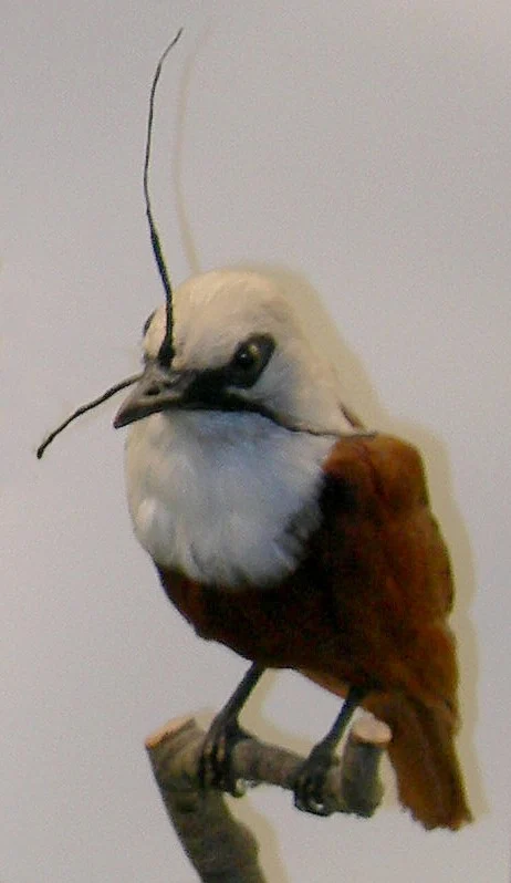 Three-wattled Bellbird