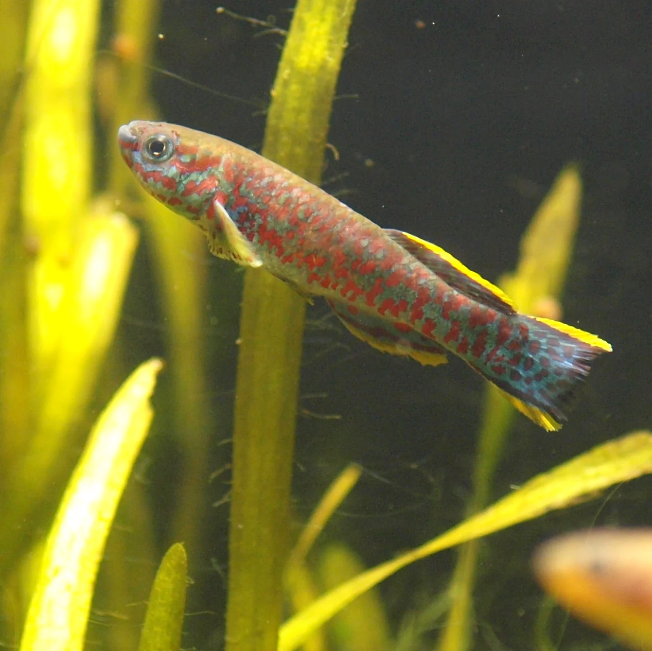 headwater killifish