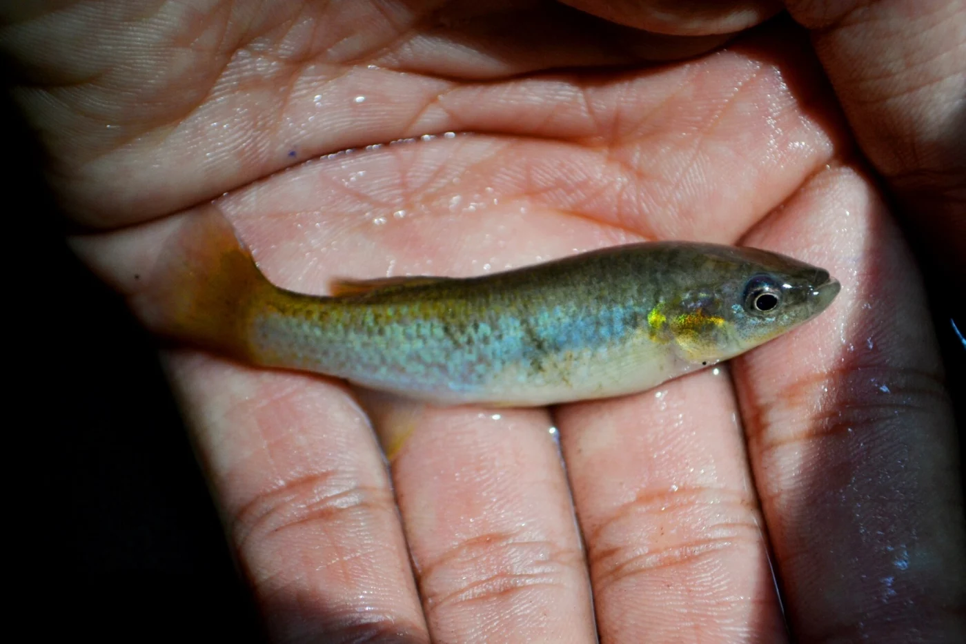 largelip killifish