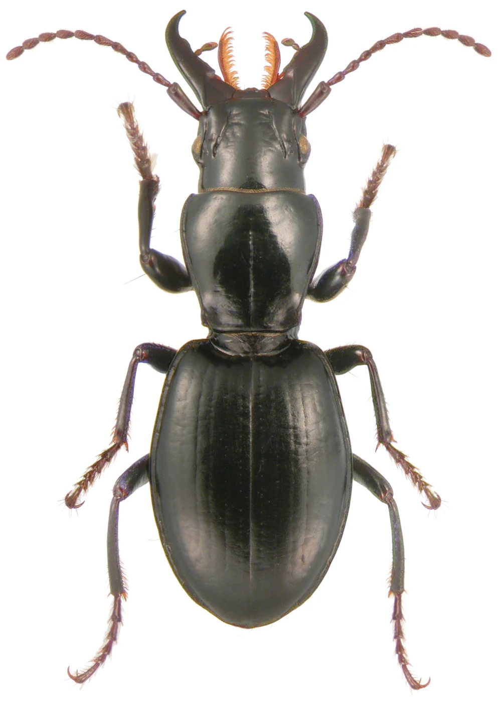 Straight-jawed Pedunculate Ground Beetle