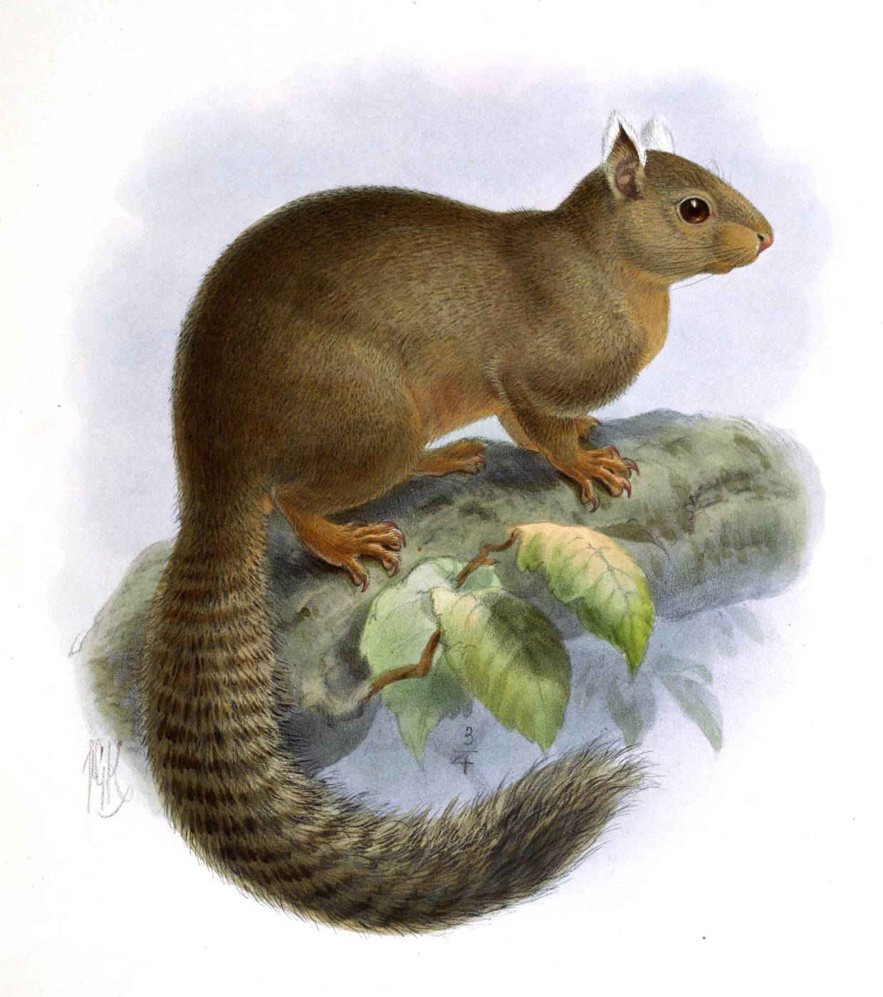 Ardilla enana sigilosa