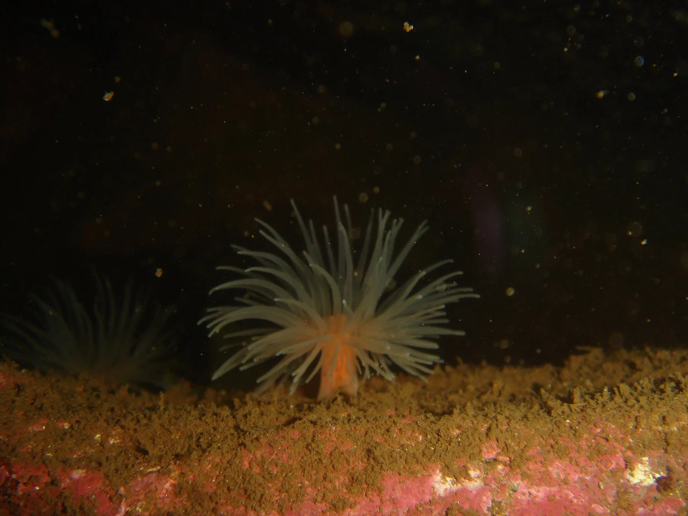 sealoch anemone