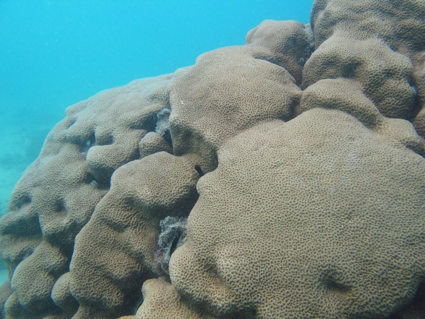 wrinkle coral