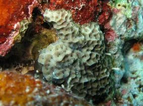 Superficial coral