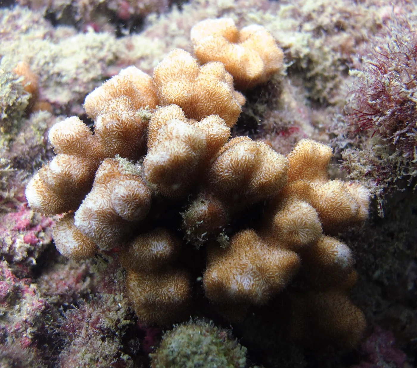 Stellar coral