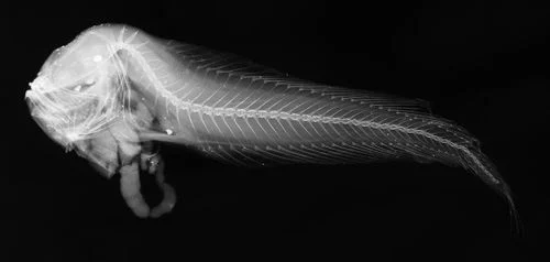 marvellous dwarf snailfish