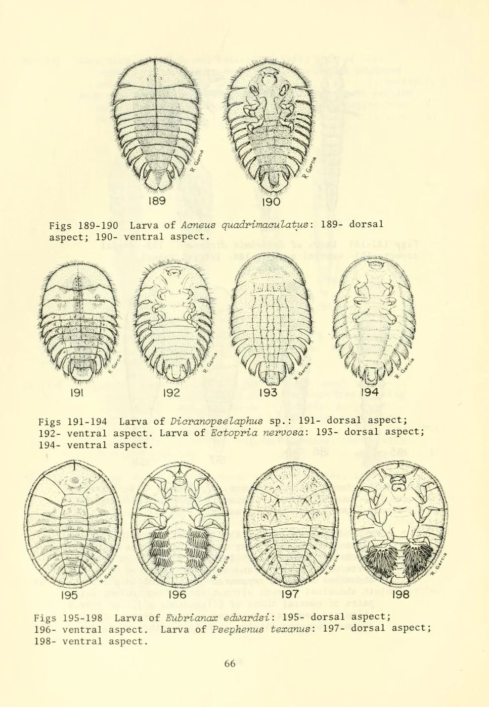 Texas Water Penny Beetle