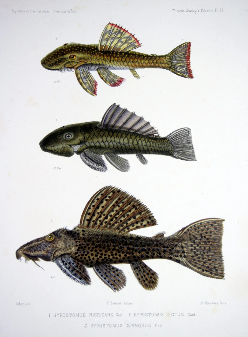 Uacari Pleco