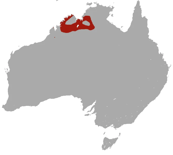 Ningbing Antechinus