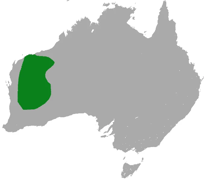 Woolley's Antechinus