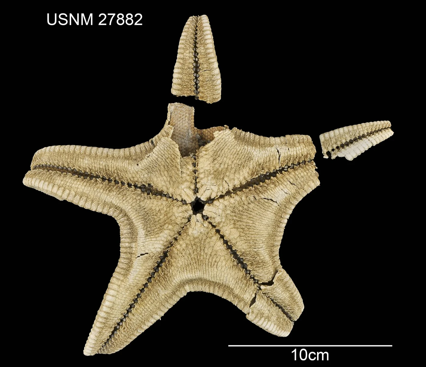 Pseudarchaster dissonus