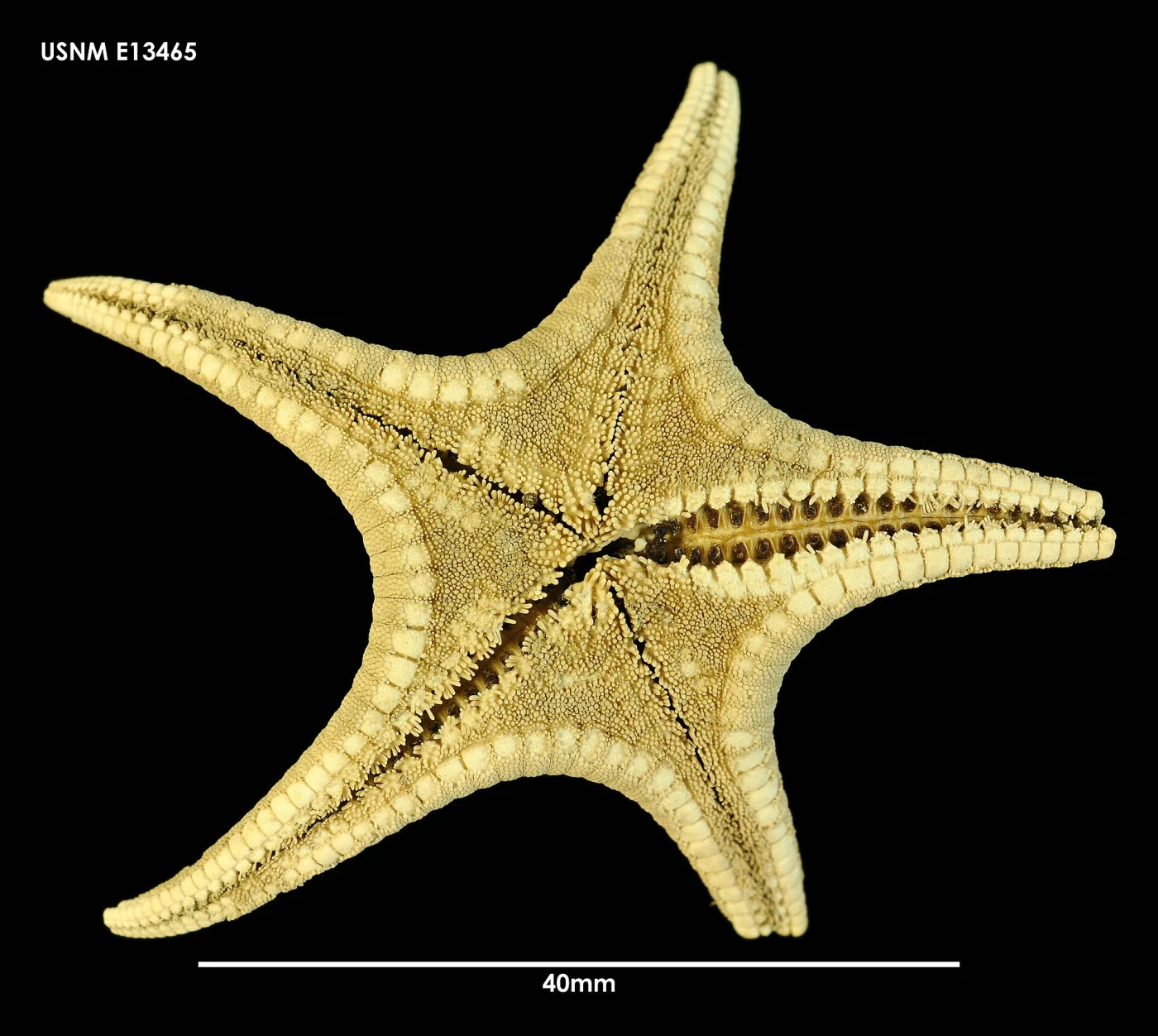 Pseudarchaster garricki