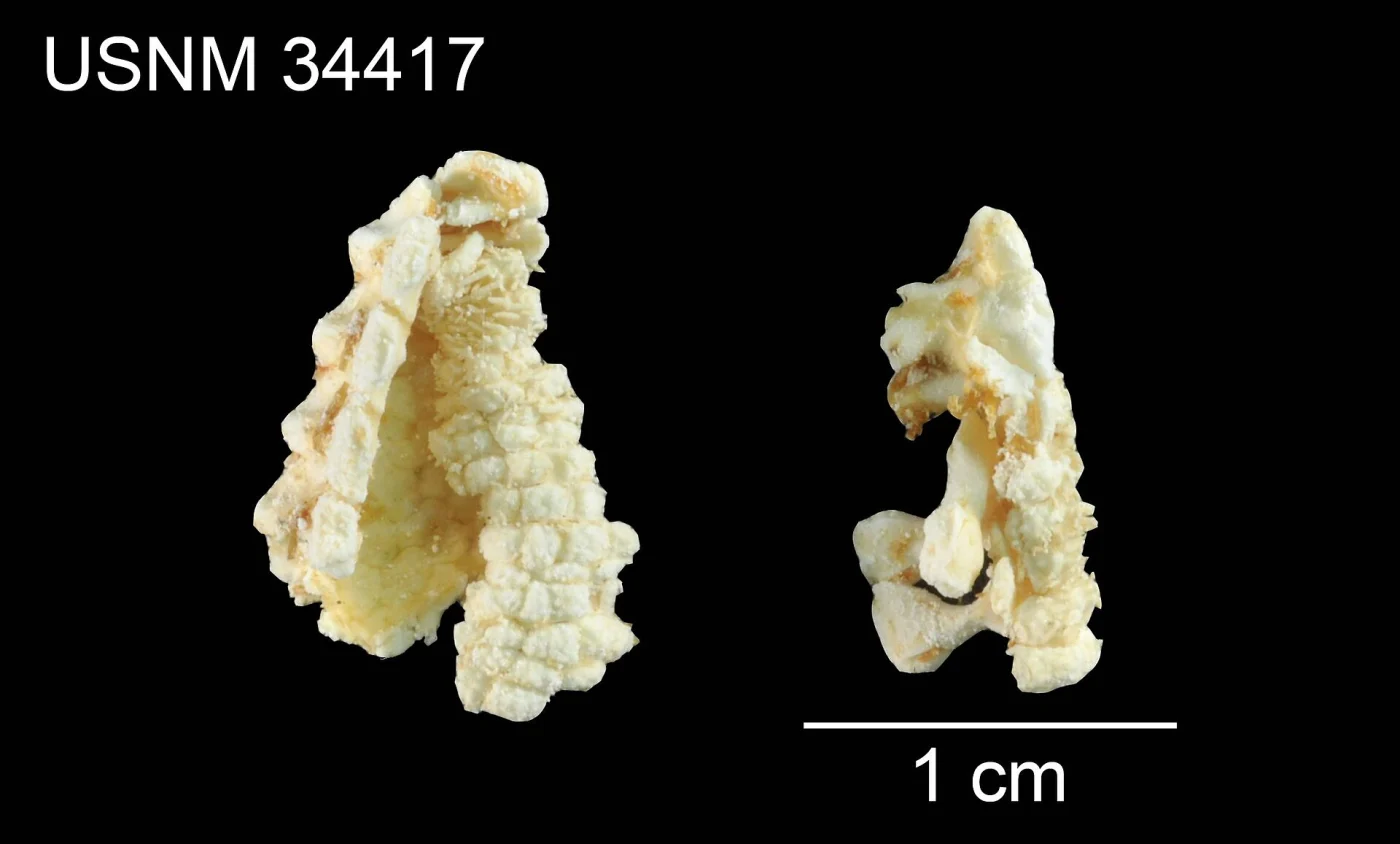 Pseudarchaster pectinifer