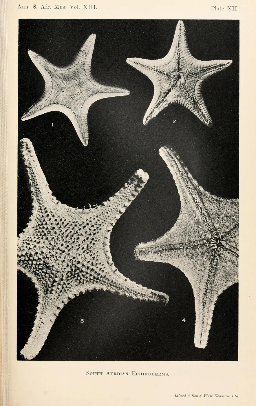 Pseudarchaster tessellatus