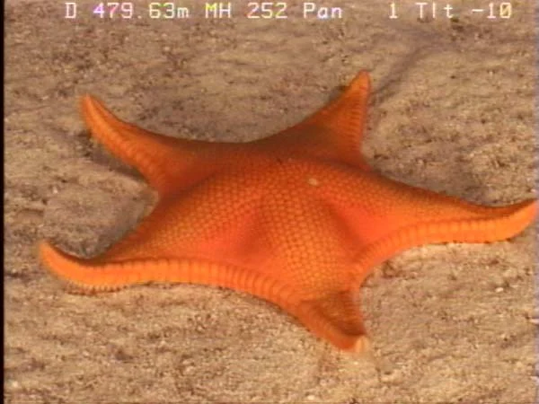 Pseudarchaster verrilli