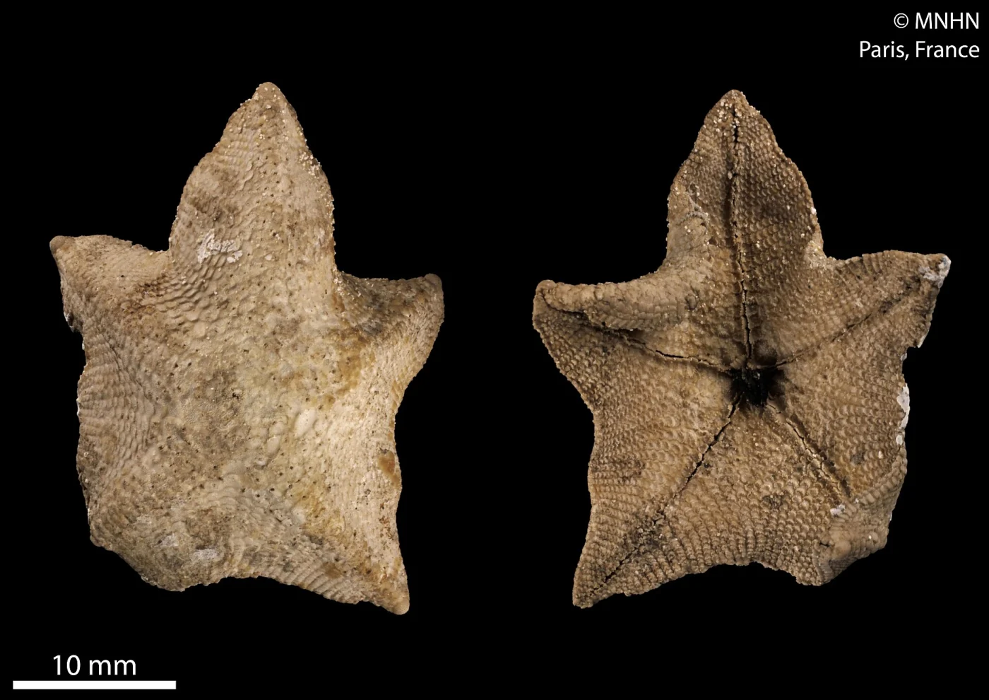 Pseudasterina granulosa