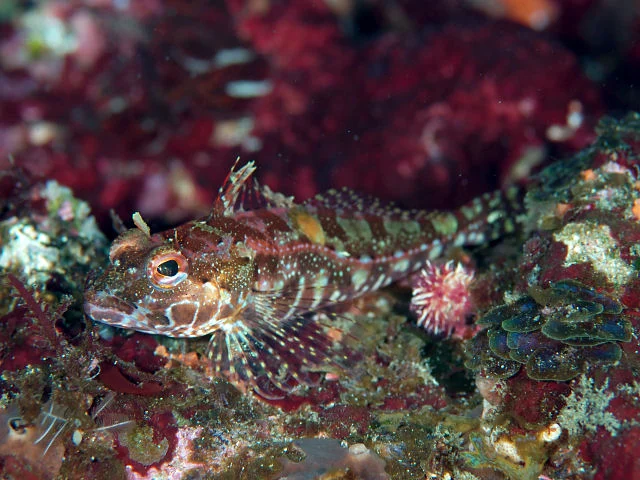 Sunrise Sculpin