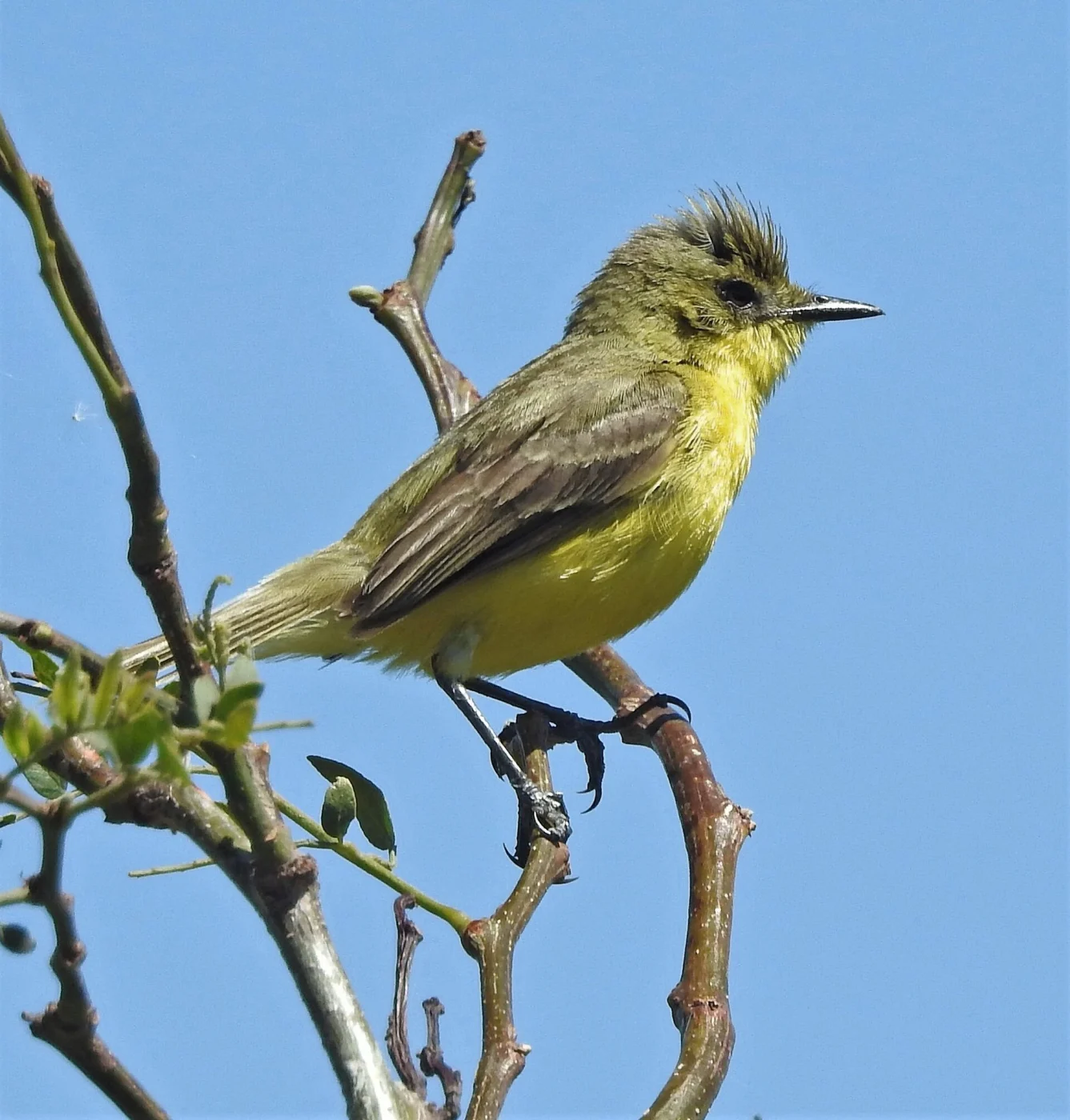 Subtropical Doradito