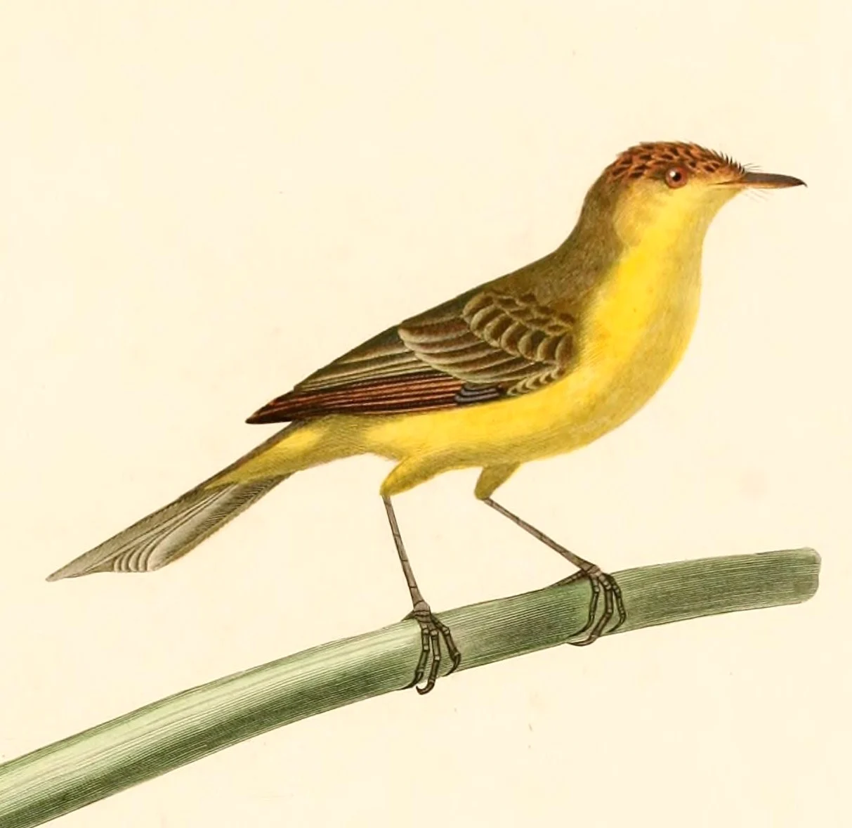Warbling Doradito
