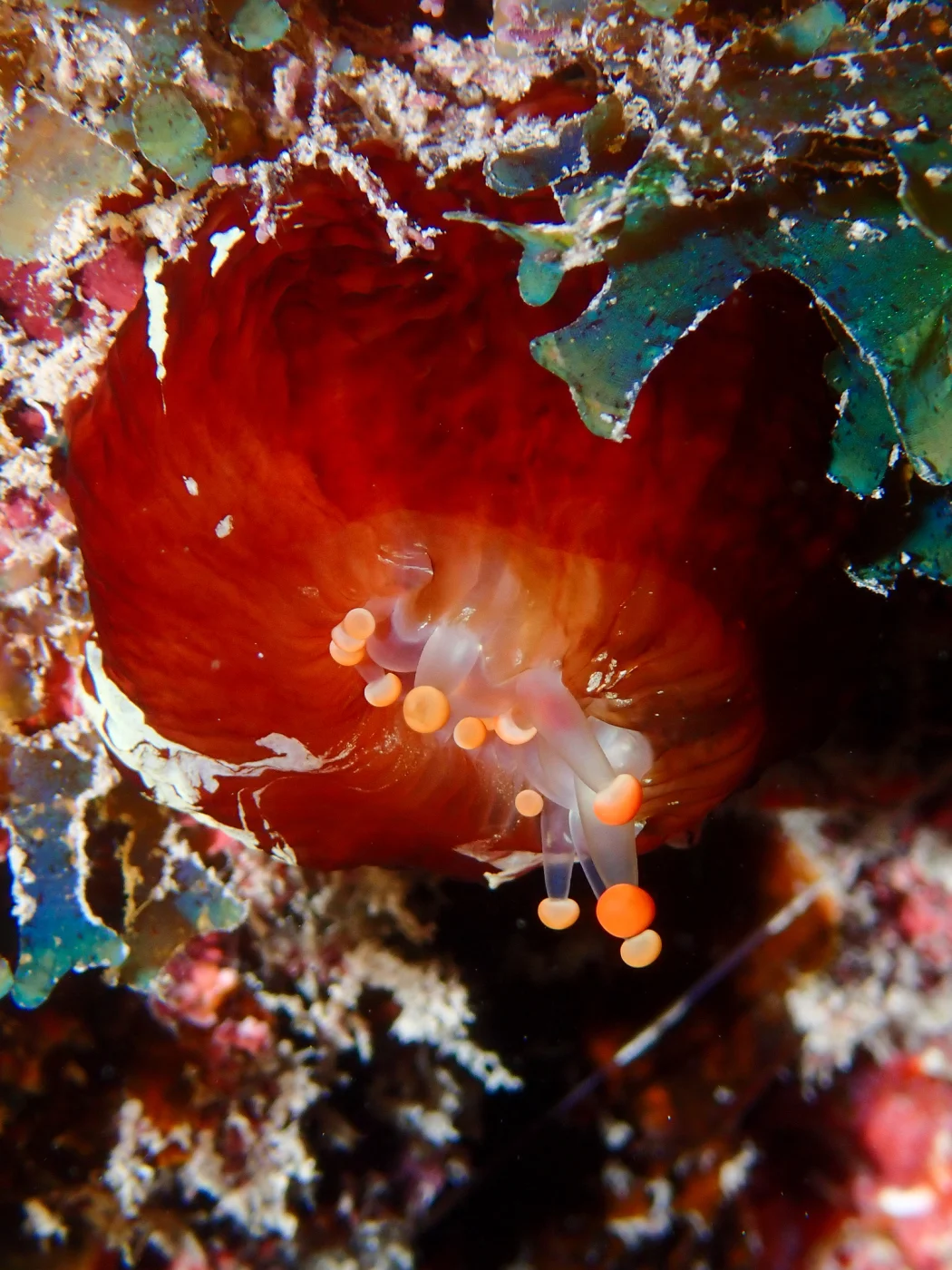 orange ball anemone