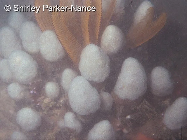 Pseudodistoma africanum