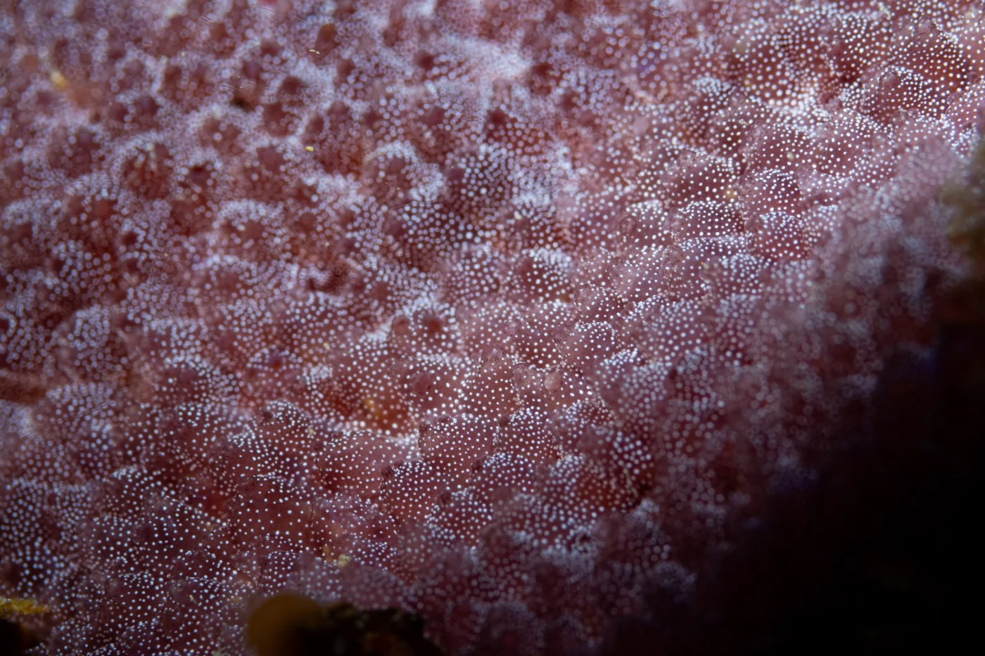Pseudodistoma aureum