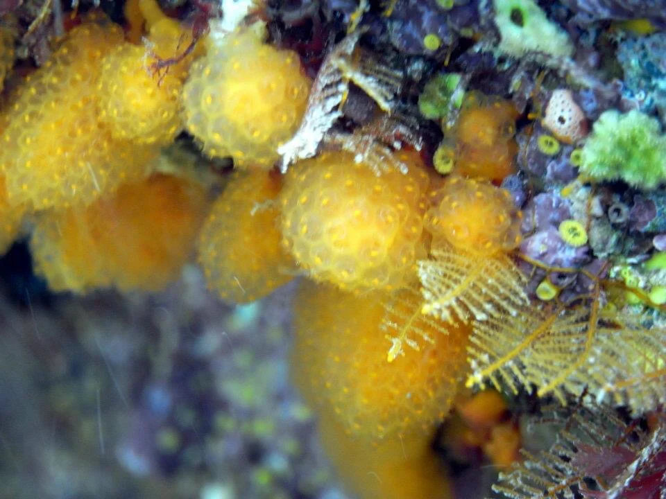 Pseudodistoma digitata
