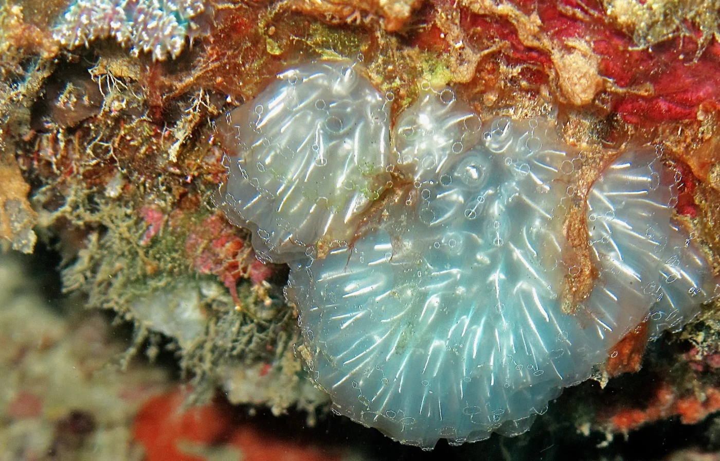 Pseudodistoma fragile