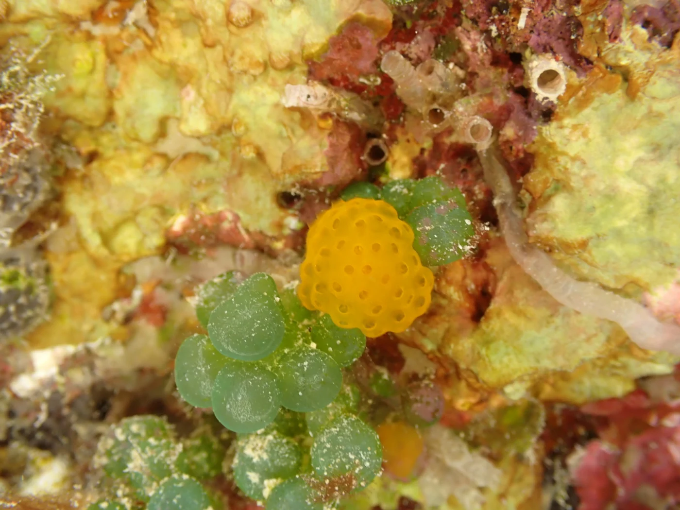 Pseudodistoma megalarva