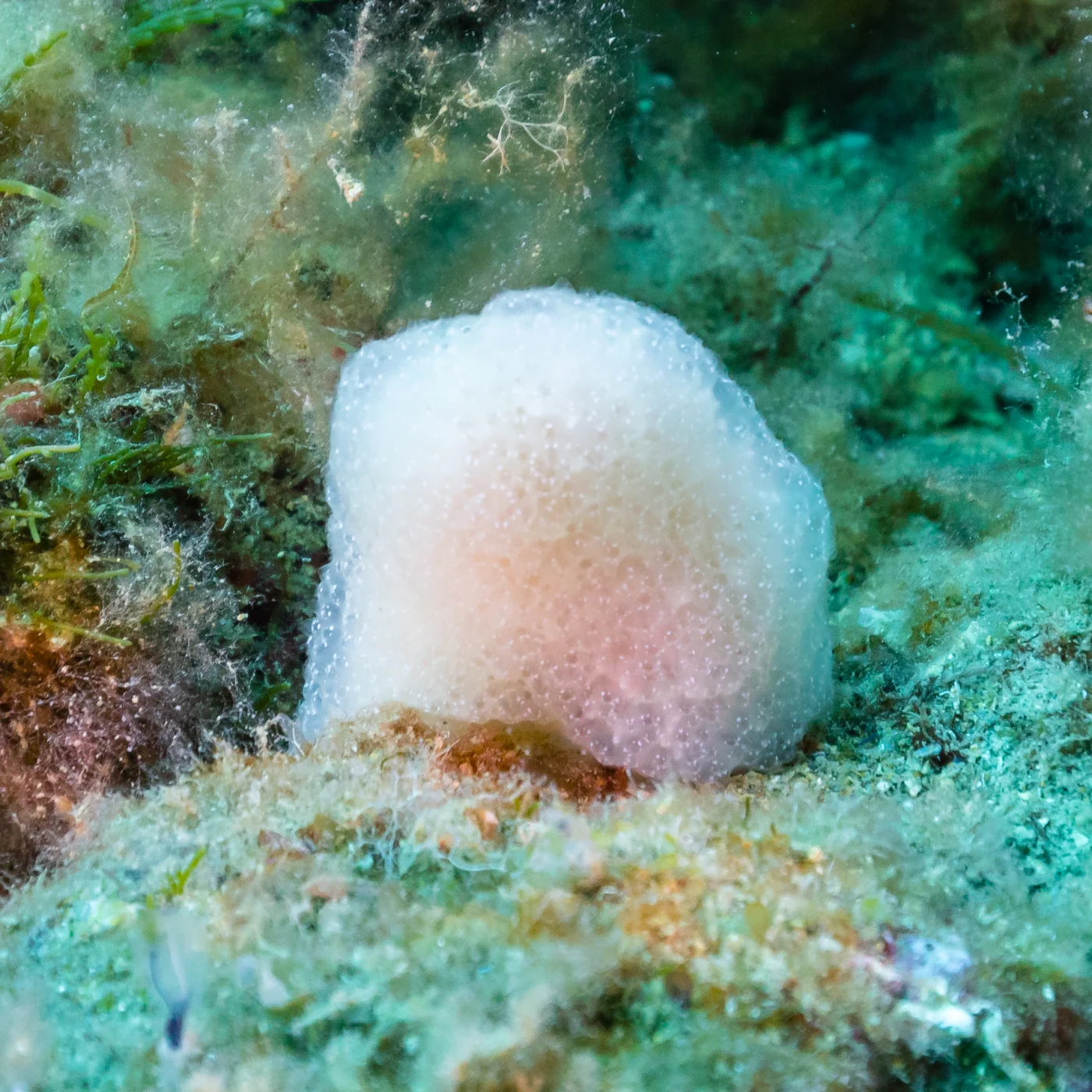 Pseudodistoma obscurum