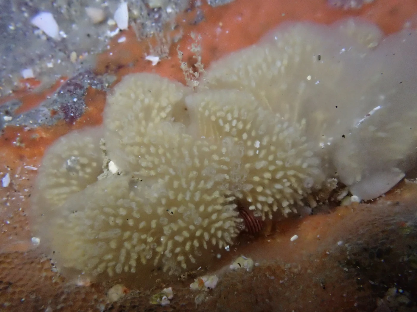 Pseudodistoma opacum