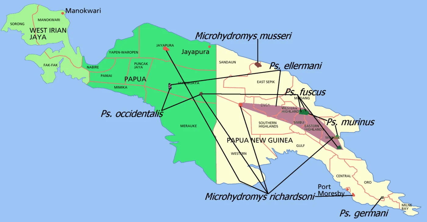 Western New Guinea Shrew Mouse