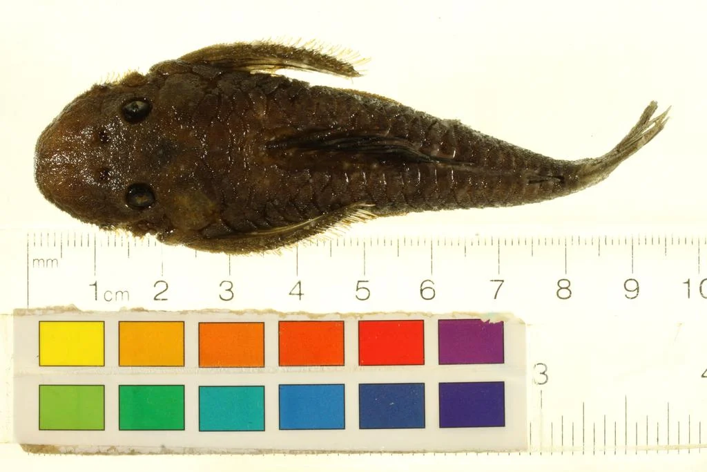 anthrax pleco