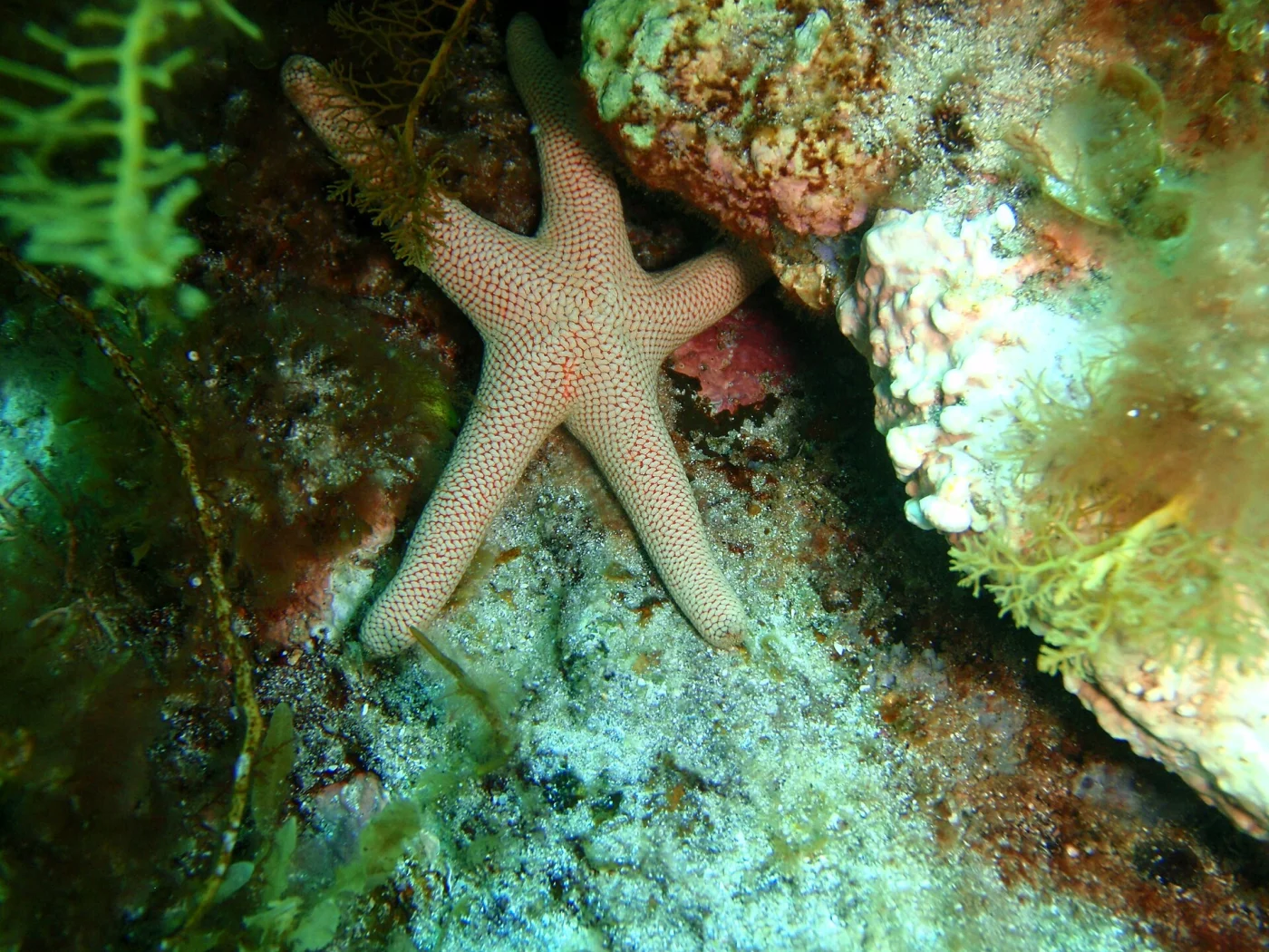 Pseudonepanthia reinga
