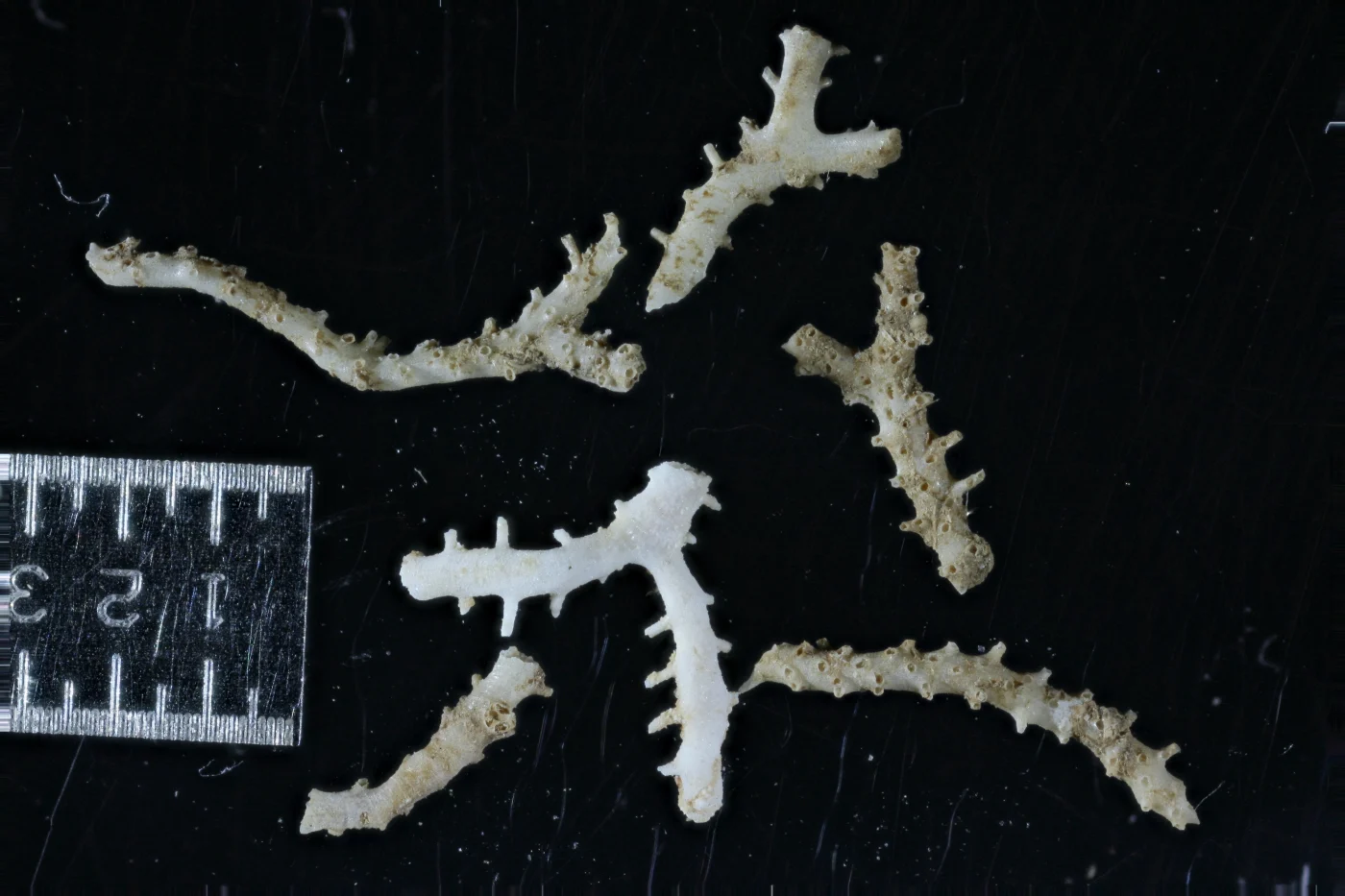 Pseudonevianopora pembaensis