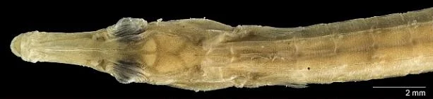 Pseudophallus elcapitanensis