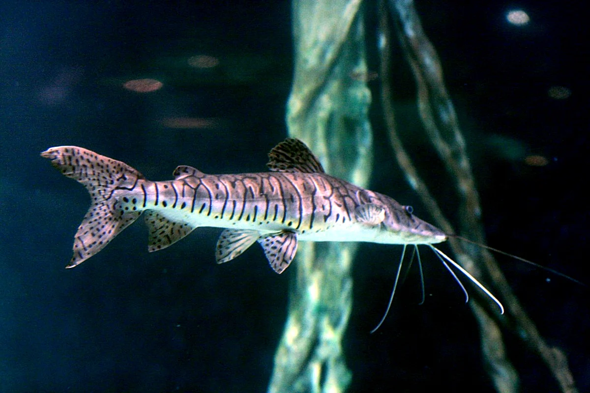 Tiger sorubim, Tiger catfish, Tiger-shovelnose
