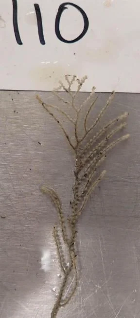 Pseudoplumarella echidna