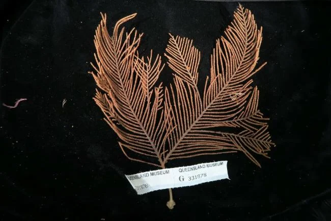 Pseudoplumarella thetis