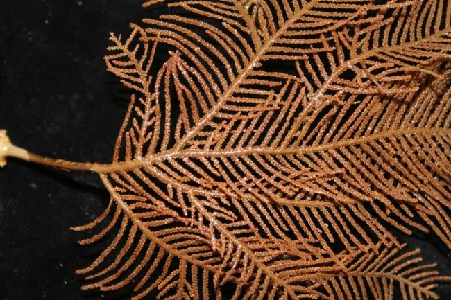 Pseudoplumarella versluysi
